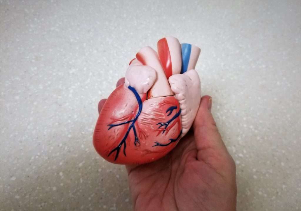 Ilustración de una boca sana conectada a un corazón, simbolizando la relación entre salud bucal y cardiovascular.