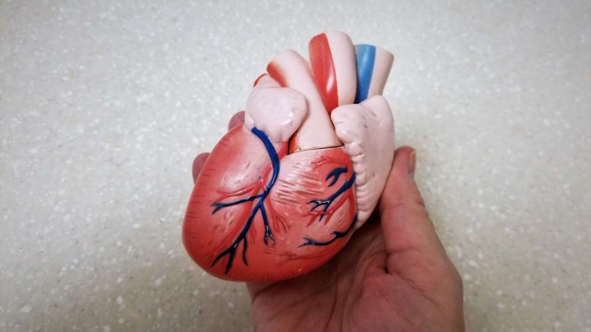 Ilustración de una boca sana conectada a un corazón, simbolizando la relación entre salud bucal y cardiovascular.